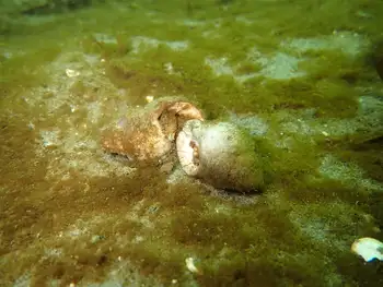 Hermit Crabs