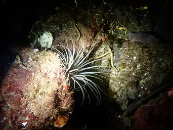 Tube Dwelling Anemone