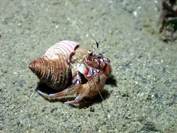 Blackeyed Hermit Crab