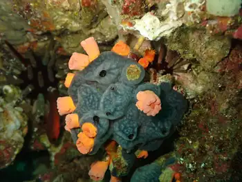 Sponge