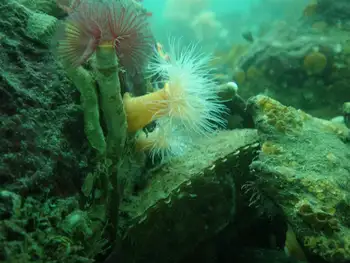 Anemones