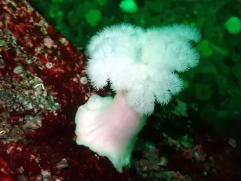 Metridium Anemone