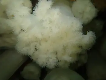 Metridium Anemone