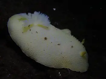 Noble Sea Lemon
