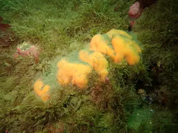 Sponge