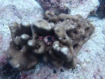 Pavona Coral