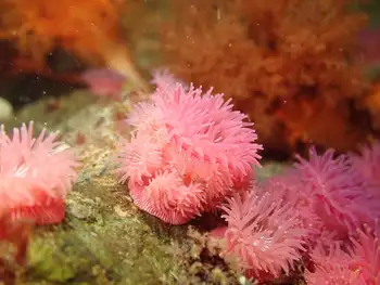 Proliferating Anemones