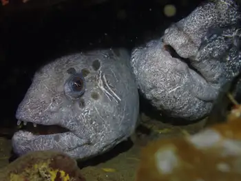 Wolf Eels