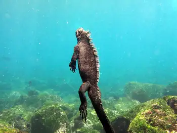 Marine Iguana
