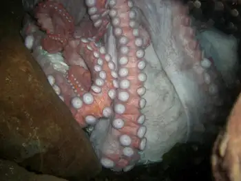 Giant Pacific Octopus