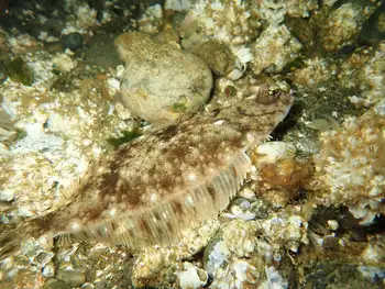 Rock Sole
