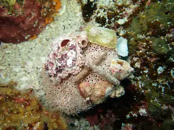 Flower Sea Urchin