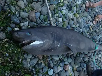 Bluntnose Sixgill Shark