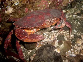 Red Rock Crab