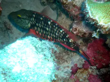 Stoplight Parrotfish
