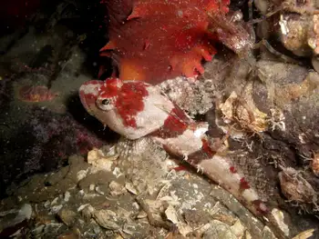 Smoothhead Sculpin