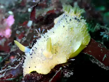 Monterey Sea Lemon