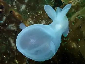 Hooded Nudibranch