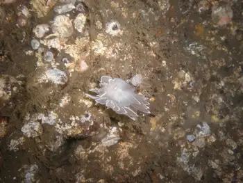 Nudibranch