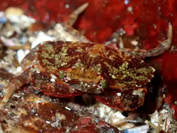 hairy rock crab