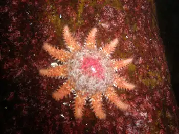 Rose Star