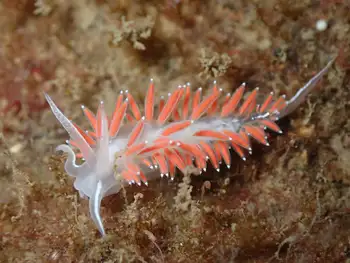 Red Gilled Nudibranch