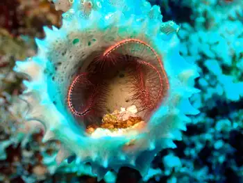 Sponge Brittle Star