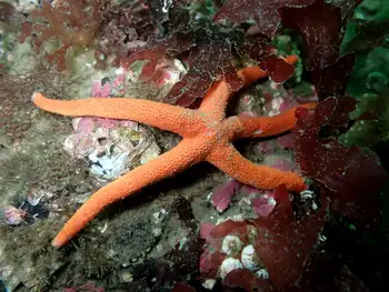 Blood Star