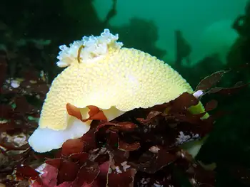 Noble Sea Lemon