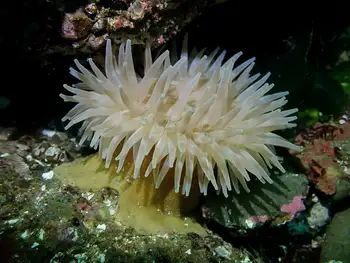 Swimming Anemone