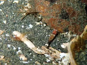 minature spinyhead shrimp