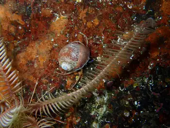 Northwest Feather Star