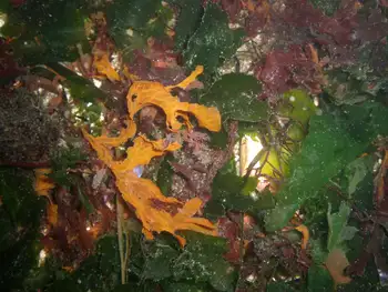 sea lettuce