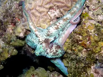 Caribbean Reef Octopus