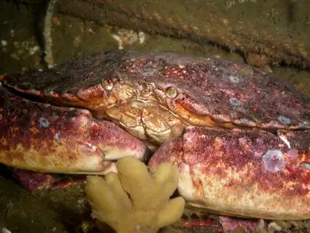 Red Rock Crab