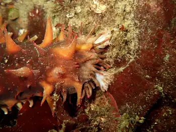 California Sea Cucumber