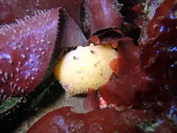 Monterey Sea Lemon