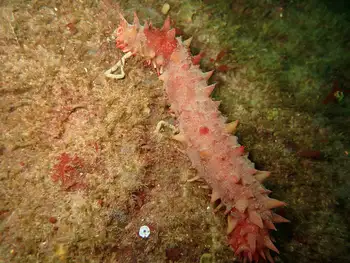 California Sea Cucumber