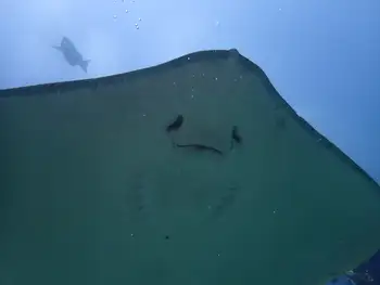 Sting Ray
