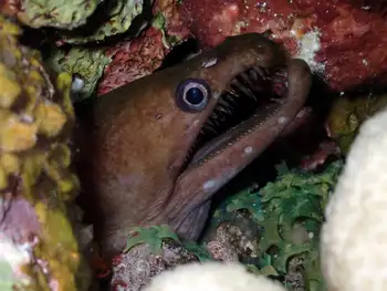 Viper Moray Eel