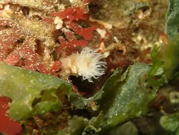 White Crown Calcareous Tube Worm