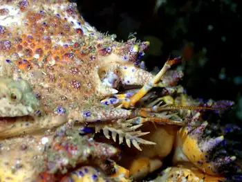 Puget Sound King Crab