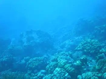 Coral