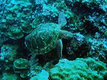 Hawksbill Sea Turtle