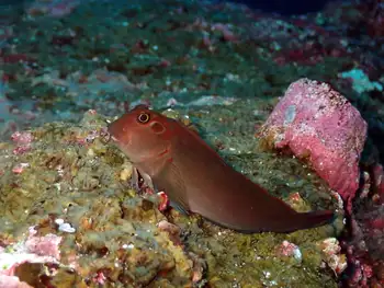 Panamic Fanged Blenny