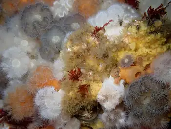 Short Plumose Anemones