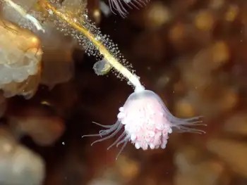 Fairy Palm Hydroid
