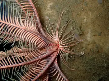Northwest Feather Star
