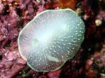 Yellow Margin Dorid