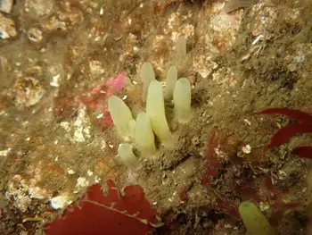 Aggregated Nipple Sponge